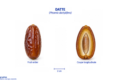Fruit du Dattier (datte)